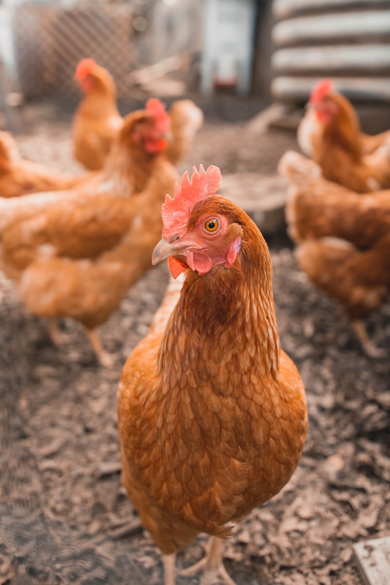Bluebell - Specialty Egg Producer