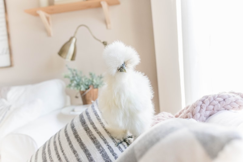 Dotty - Quality Assurance