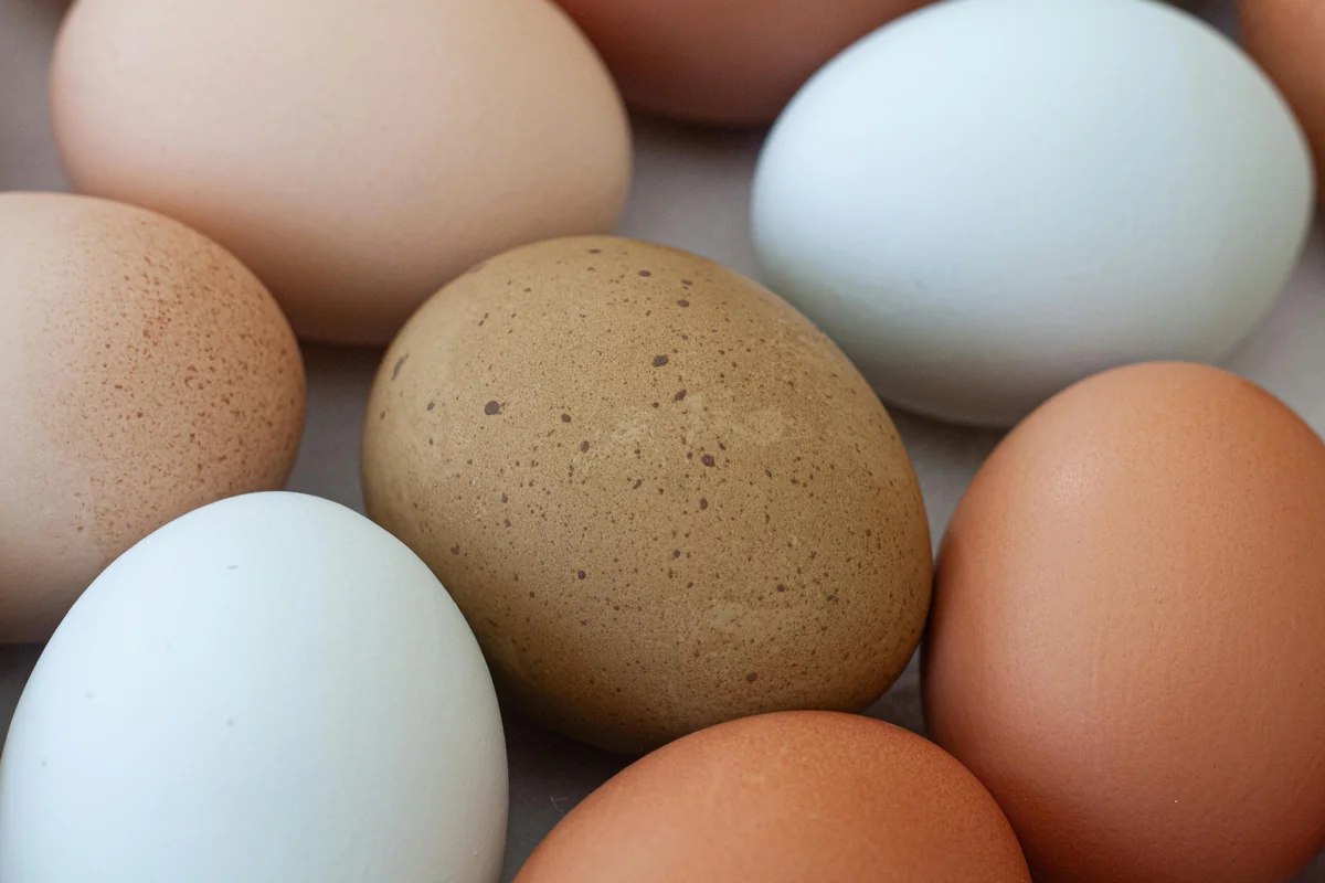 Farm-fresh eggs collected daily at Bearded Farms