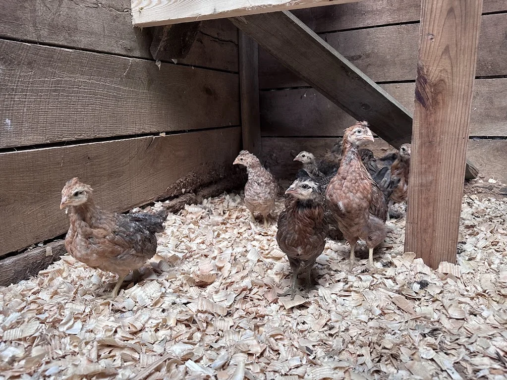 Young Ameraucanas in the coop.